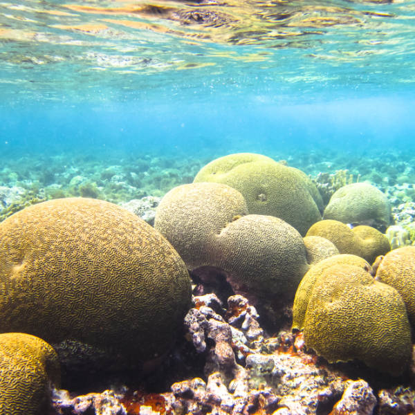 Literature #1: The Indian Ocean